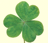 shamrock